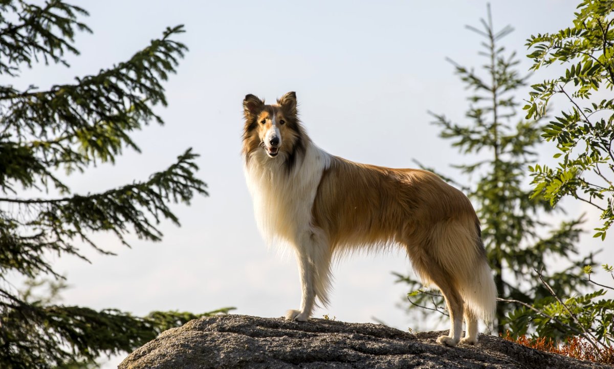 Photo from the movie Lassie - Eine abenteuerliche Reise