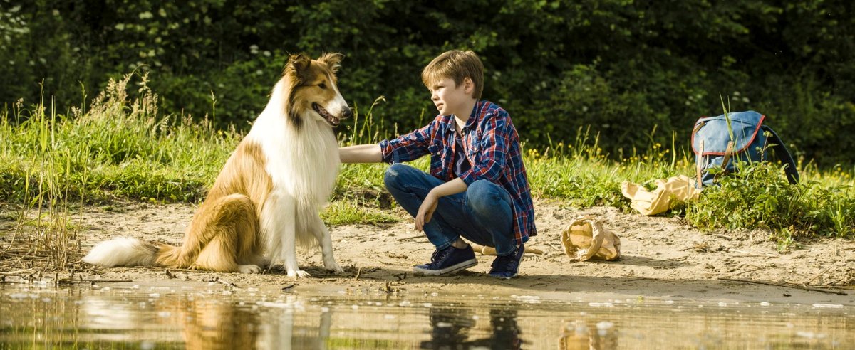 Photo from the movie Lassie - Eine abenteuerliche Reise