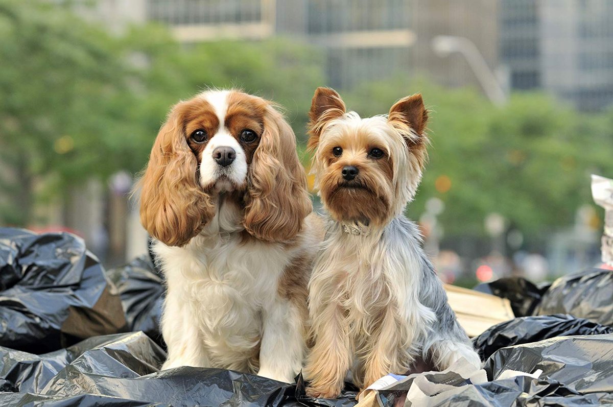 Photo du film Sharpay's Fabulous Adventure