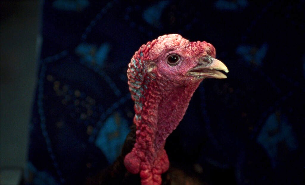 Photo from the movie Universal Language