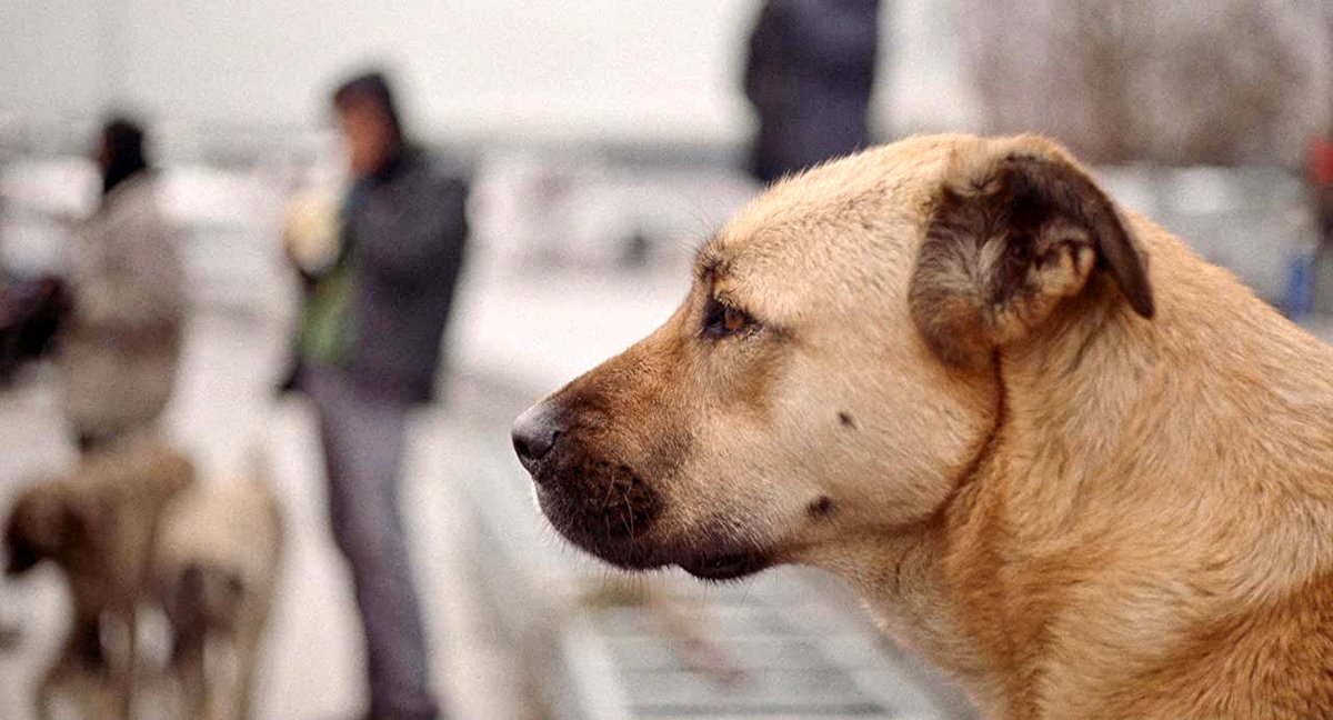 Photo from the movie Stray