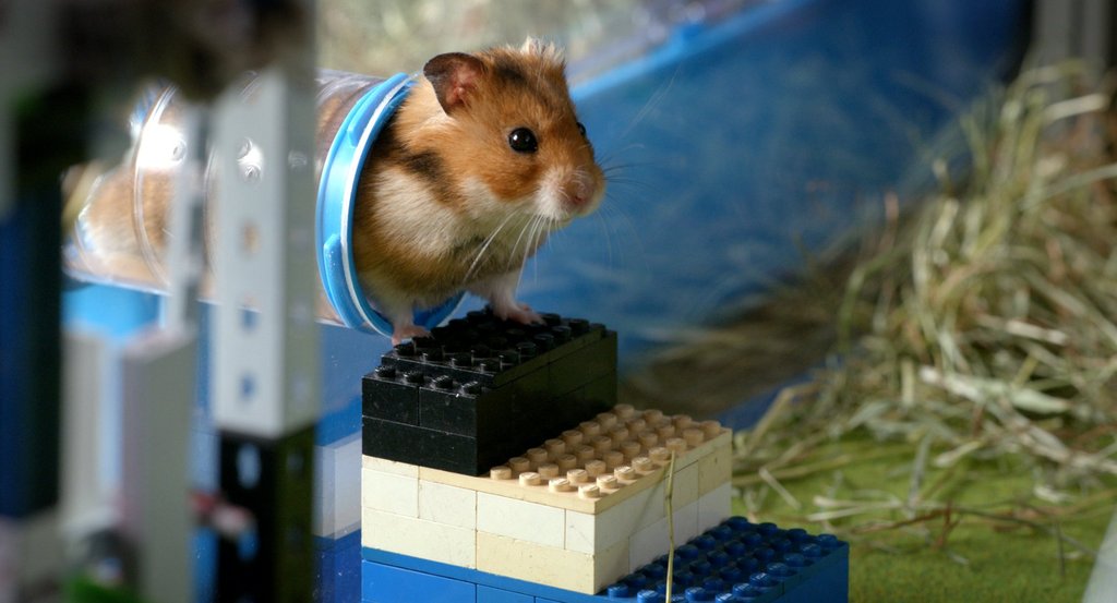 Photo du film Mon ami Raffi