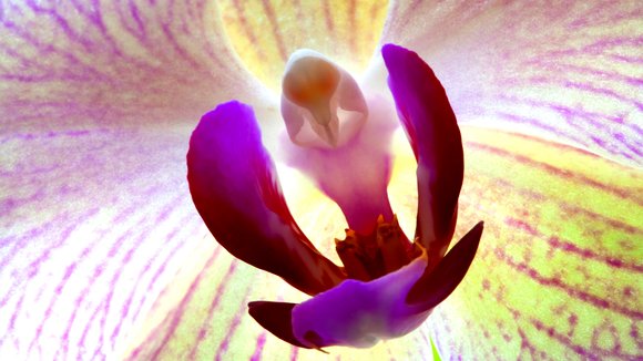 Photo du film Pollen