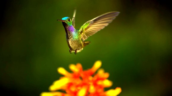 Photo du film Pollen