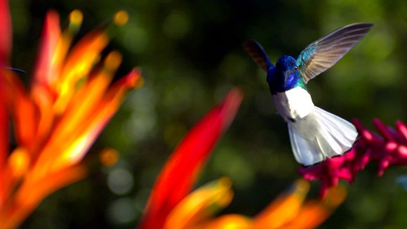 Photo du film Pollen