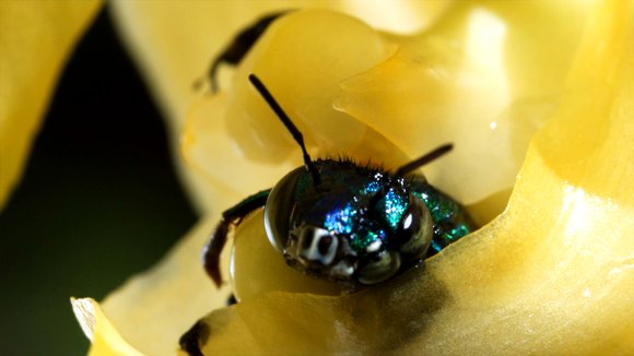 Photo du film Pollen