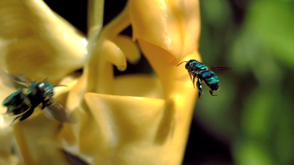Photo du film Pollen