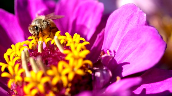 Photo du film Pollen