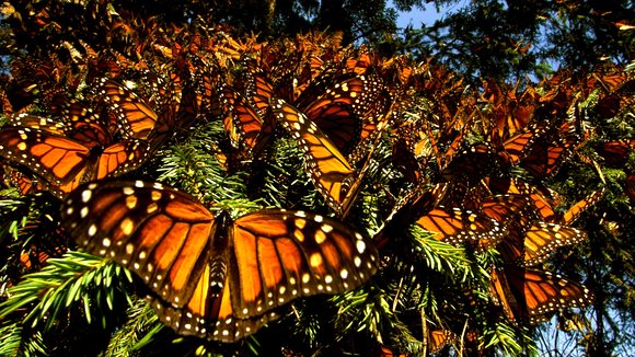Photo du film Pollen