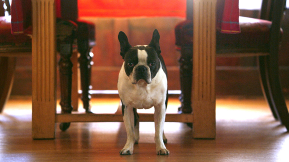 Photo du film Nothing Special