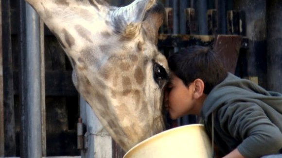 Photo from the movie Giraffada