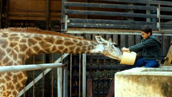 Photo from the movie Giraffada