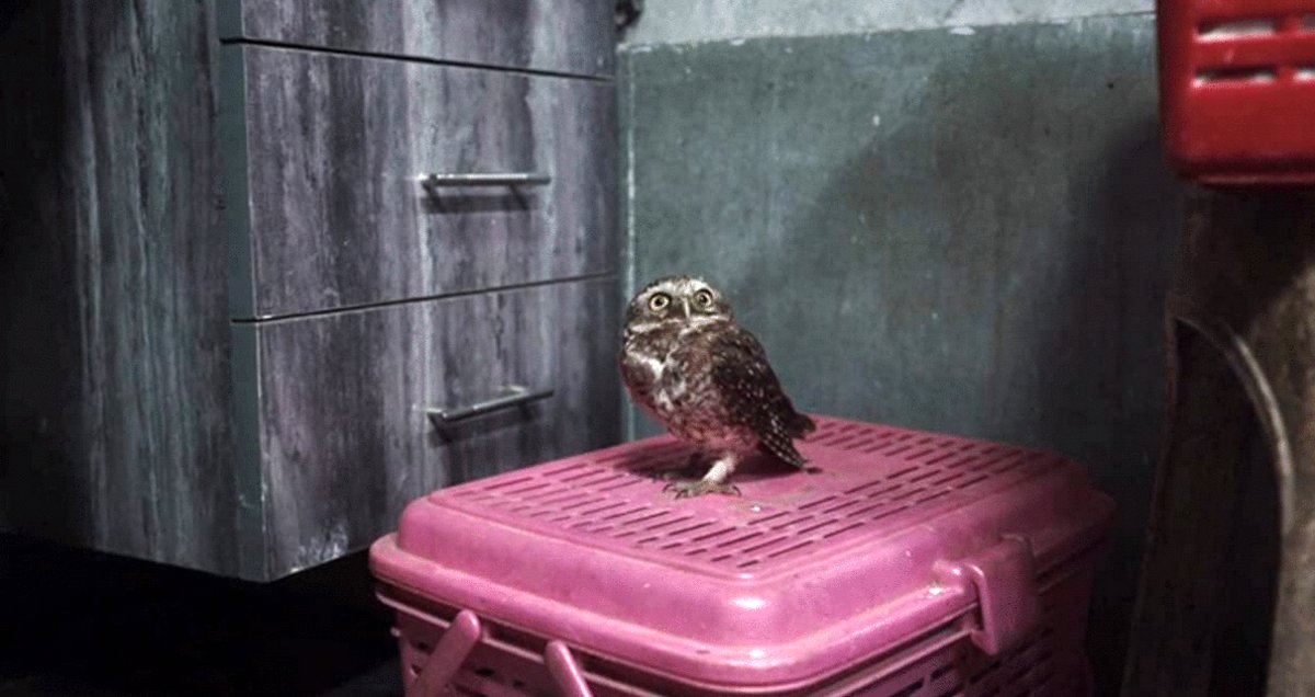 Photo from the movie All That Breathes