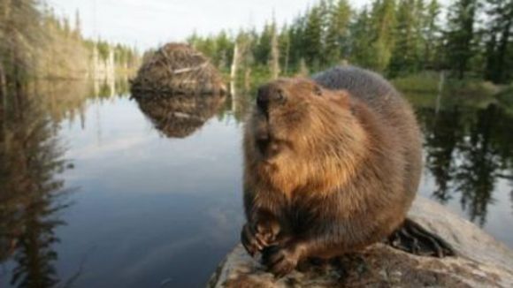 Photo du film La Rivière aux castors