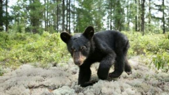 Photo du film La Rivière aux castors