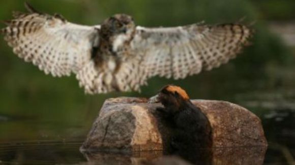 Photo du film La Rivière aux castors
