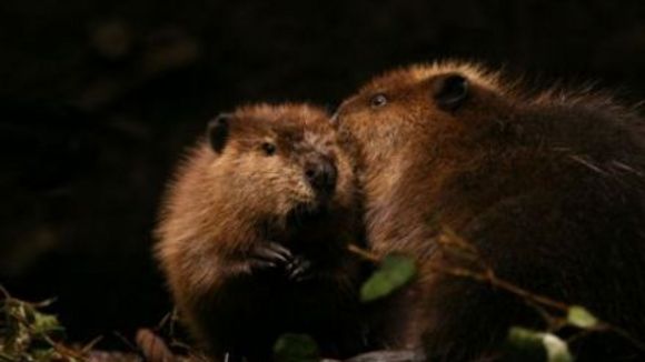 Photo du film La Rivière aux castors