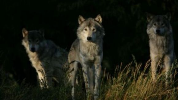 Photo du film La Rivière aux castors