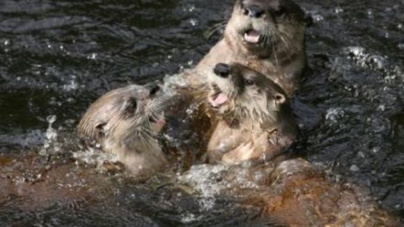 Photo du film La Rivière aux castors