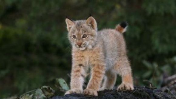 Photo du film La Rivière aux castors