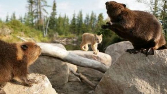 Photo du film La Rivière aux castors