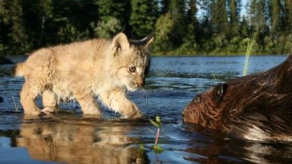 Photo du film La Rivière aux castors