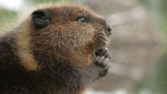 Photo du film La Rivière aux castors