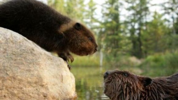 Photo du film La Rivière aux castors
