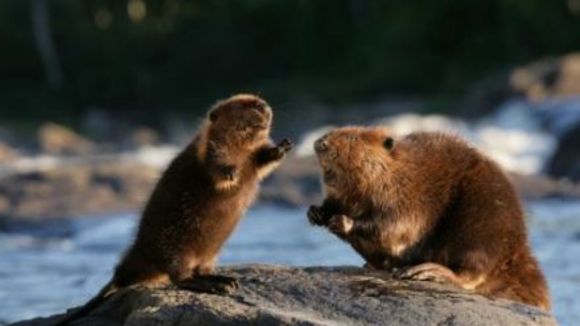 Photo du film La Rivière aux castors