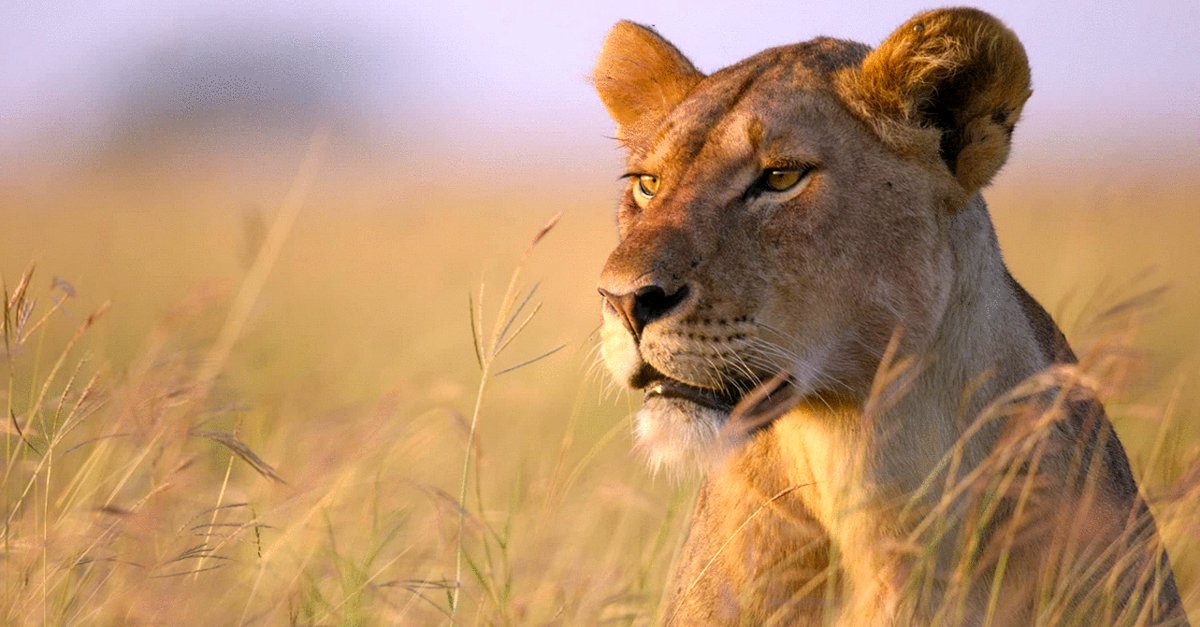 Photo du film Our Planet II