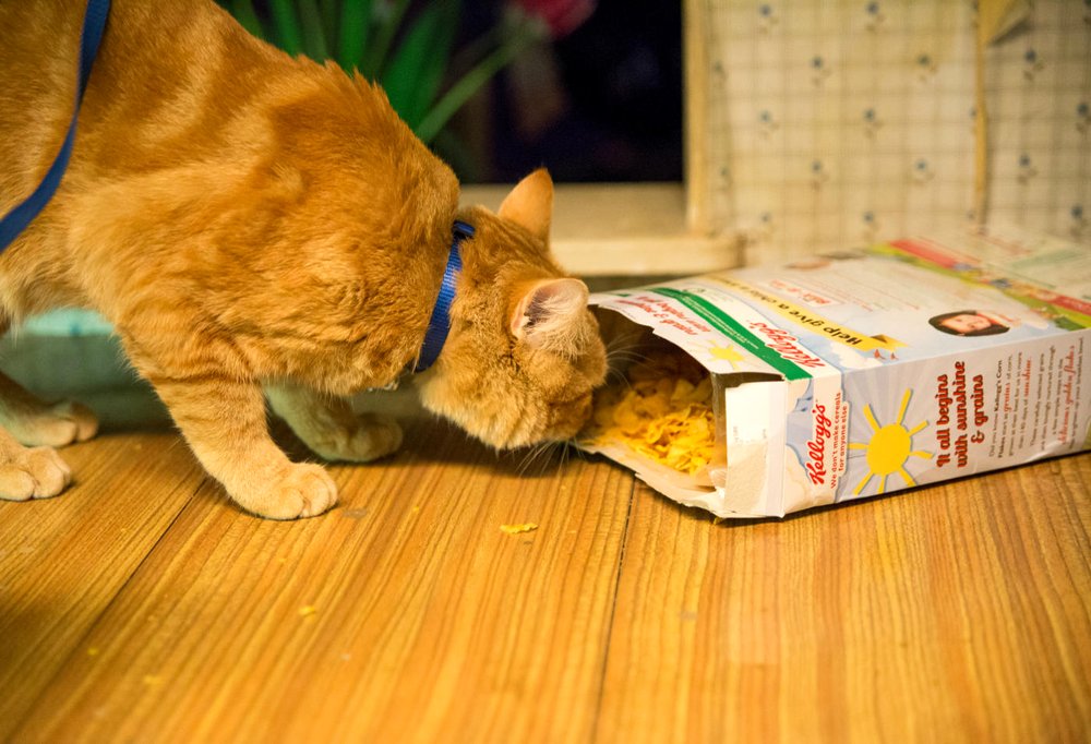 Photo from the movie A Street Cat Named Bob