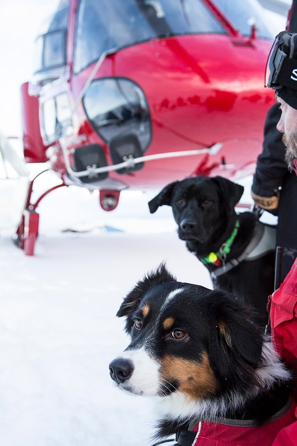 Photo from the movie Superpower Dogs