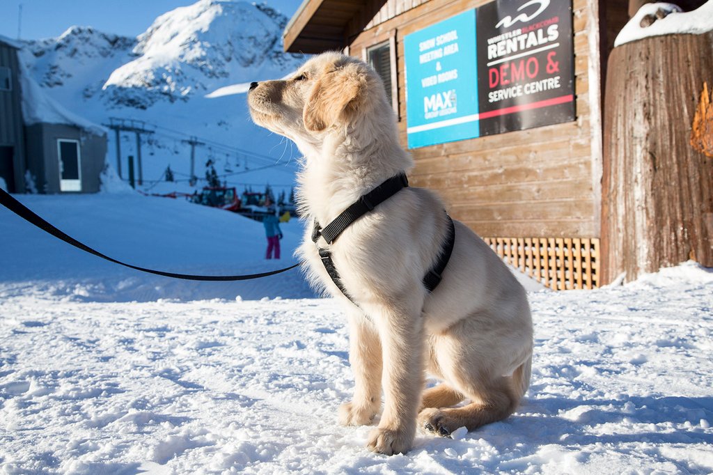 Photo from the movie Superpower Dogs