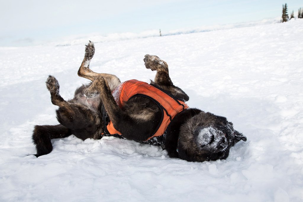 Photo from the movie Superpower Dogs