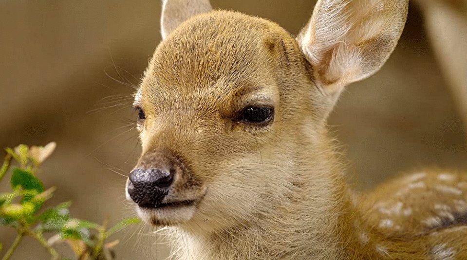 Photo du film The Year Earth Changed