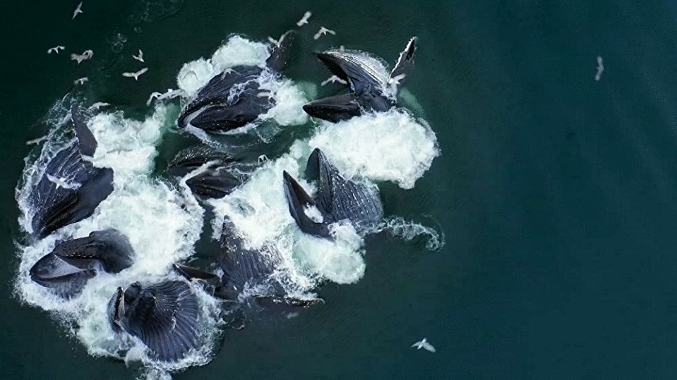 Photo du film The Year Earth Changed