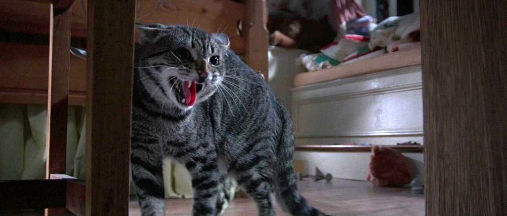 Photo du film Cat's Eye