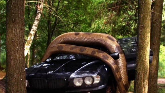 Photo du film Lake Placid vs. Anaconda