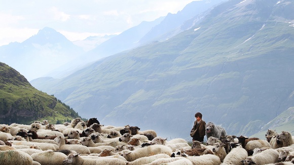 Photo du film Belle et Sébastien