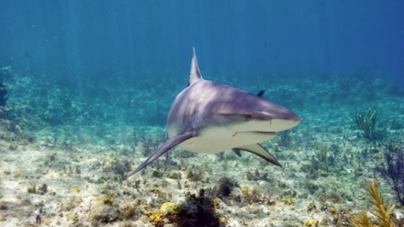 Photo from the movie The Last Reef: Cities Beneath The Sea