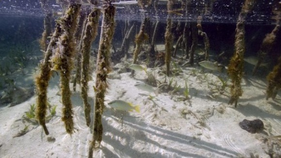 Photo from the movie The Last Reef: Cities Beneath The Sea