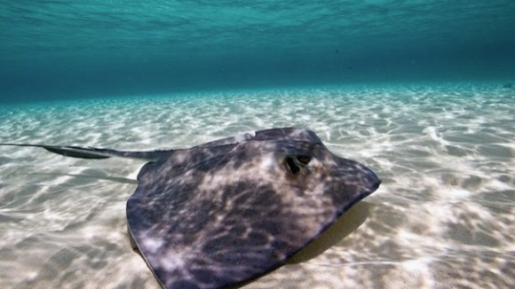 Photo from the movie The Last Reef: Cities Beneath The Sea