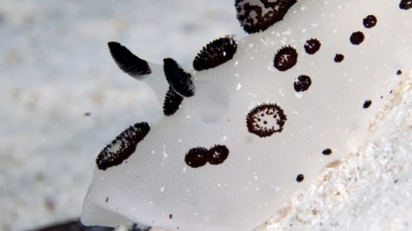 Photo from the movie The Last Reef: Cities Beneath The Sea