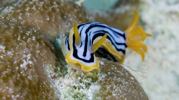 Photo from the movie The Last Reef: Cities Beneath The Sea