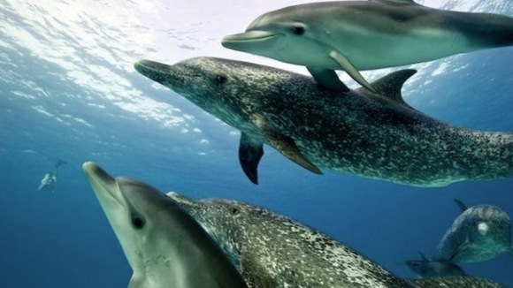 Photo from the movie The Last Reef: Cities Beneath The Sea