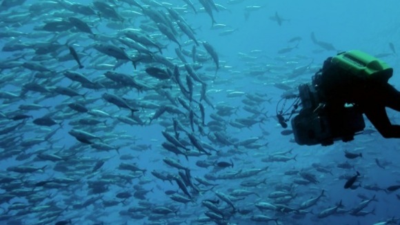 Photo from the movie The Last Reef: Cities Beneath The Sea