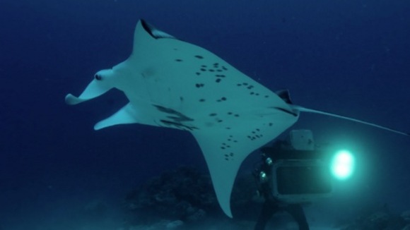 Photo from the movie The Last Reef: Cities Beneath The Sea