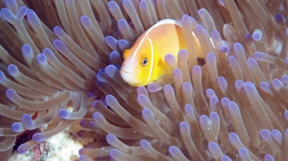 Photo from the movie The Last Reef: Cities Beneath The Sea