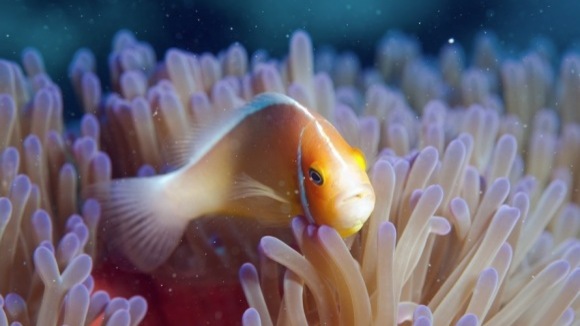 Photo from the movie The Last Reef: Cities Beneath The Sea