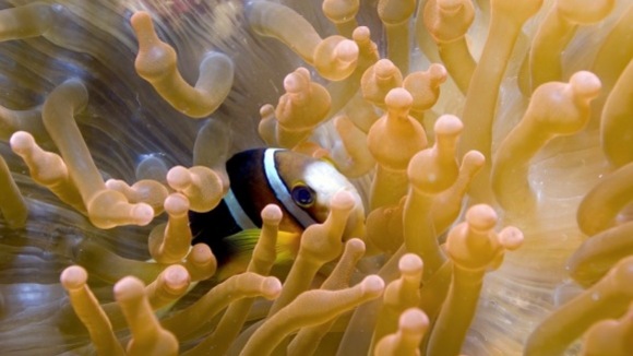 Photo from the movie The Last Reef: Cities Beneath The Sea